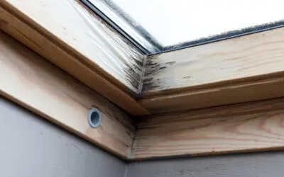 How Do I Know If My Roof Has Mold or Algae Growth?